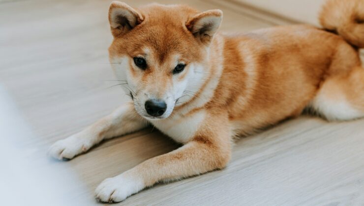 Dogecoin Futures Set New Record as Analysts Target $1 DOGE in 2025